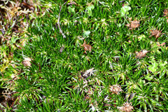 Werneria crassa crassa