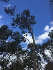 Eucalyptus goniocalyx