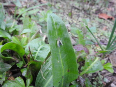 Entomophthoraceae