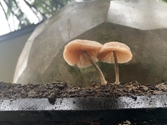 Basidiomycota