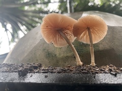 Basidiomycota