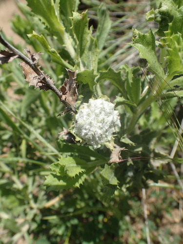 iNaturalist observation photo of Insects