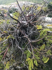 Tillandsia pseudobaileyi