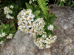 Aster baccharoides