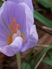 Crocus kotschyanus