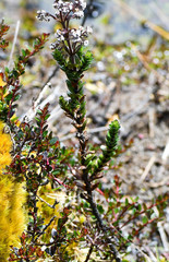 Valeriana microphylla