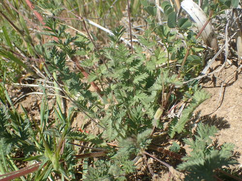iNaturalist observation photo of Redstem Stork's-bill