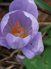 Crocus kotschyanus