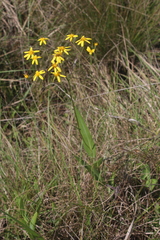 Senecio glaberrimus