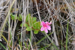 Bejaria