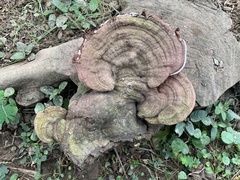 Ganoderma