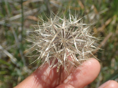 iNaturalist observation photo of silverpuffs