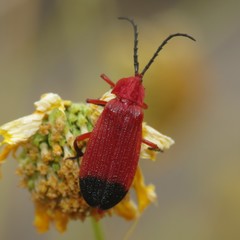 Lycus sanguineus