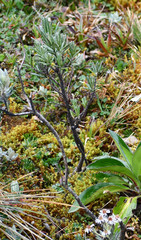 Linochilus rupestris