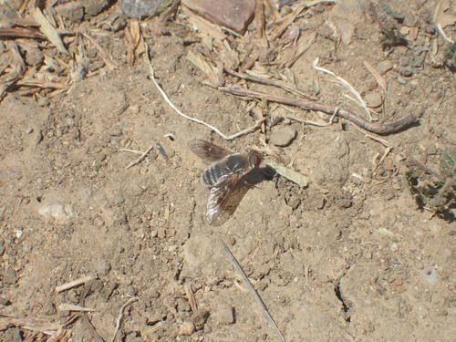 iNaturalist observation photo of banded bee flies