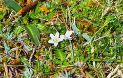 Geranium sibbaldioides sibbaldioides
