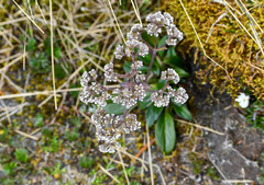 Valeriana adscendens