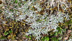 Lucilia kunthiana
