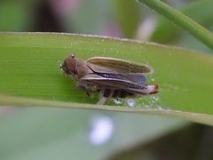 Entomophthoraceae