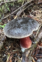 Xerocomellus atropurpureus