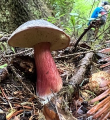 Xerocomellus atropurpureus