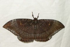 Cyclidia orciferaria