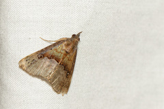Hypena indicatalis