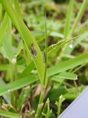 Entomophthoraceae