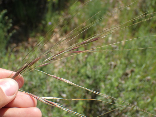 iNaturalist observation photo of great brome
