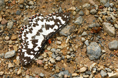 Pterothysanus laticilia