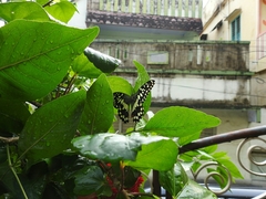 Papilio demoleus