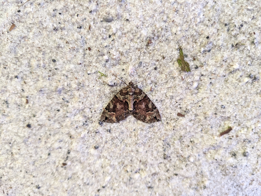 Gonanticlea ochreivittata