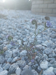 Phacelia tanacetifolia