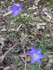 Wahlenbergia luteola