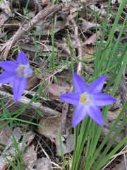 Wahlenbergia luteola