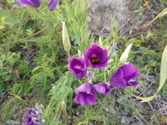 Eustoma russellianum