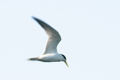 Sternula superciliaris