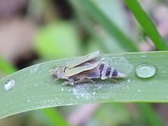 Entomophthoraceae