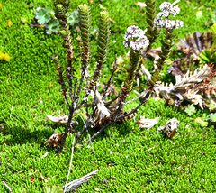 Valeriana microphylla