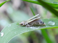 Entomophthoraceae