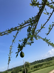 Crescentia linearifolia