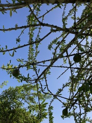 Crescentia linearifolia