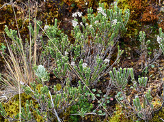 Valeriana microphylla