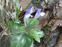 Scutellaria formosana