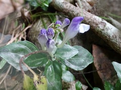 Scutellaria formosana