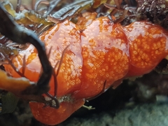 Aplidium benhami