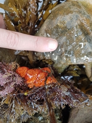 Aplidium benhami