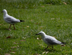 Chroicocephalus novaehollandiae