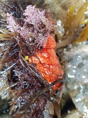 Aplidium benhami