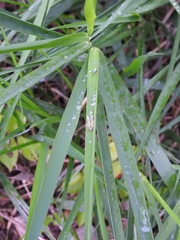 Entomophthoraceae
